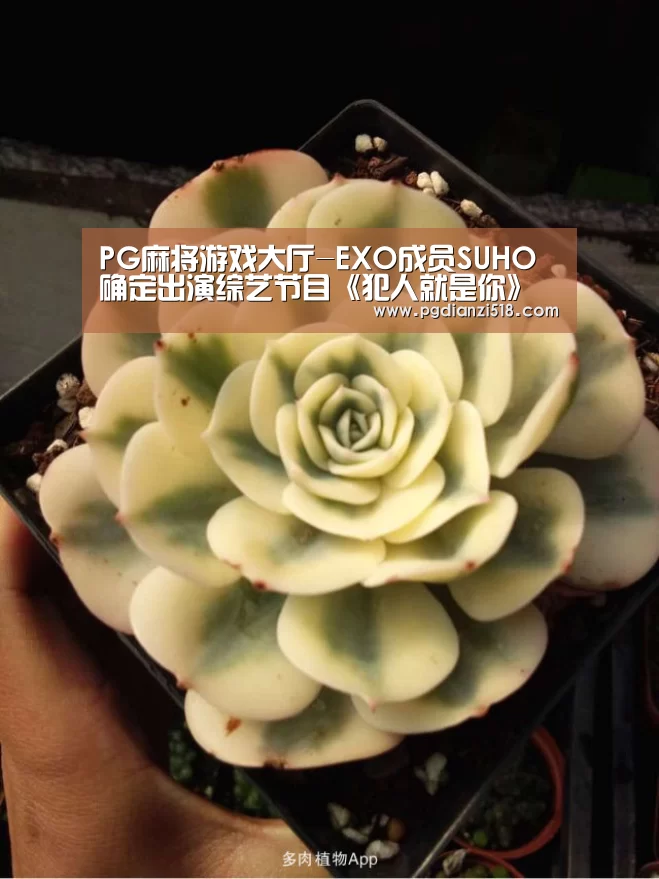 PG麻将游戏大厅